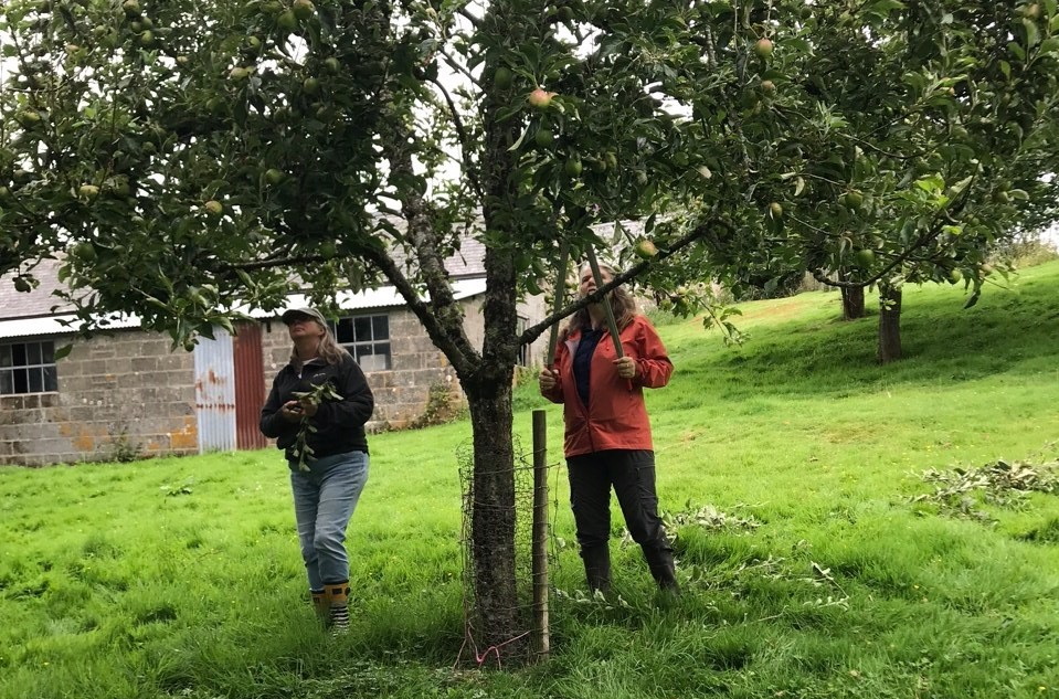orchard live courses